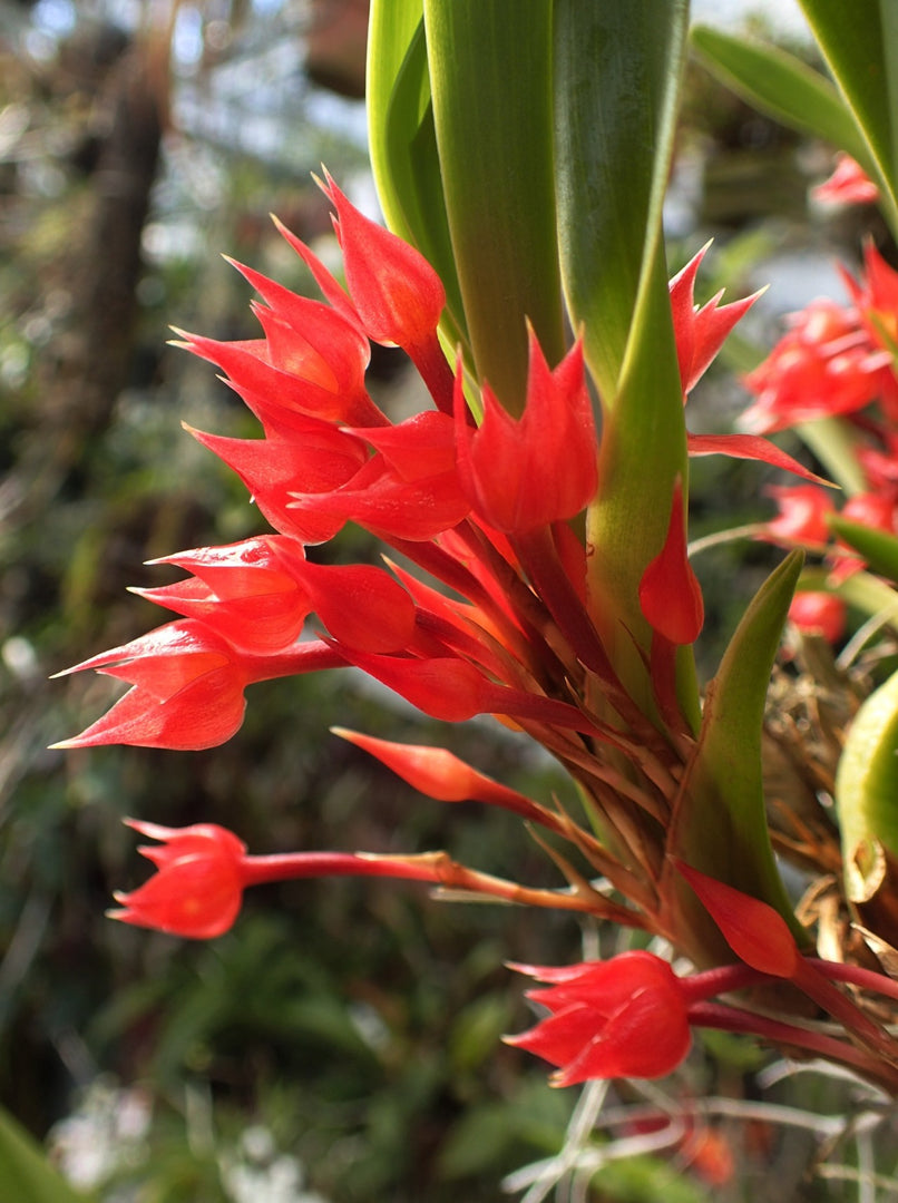 Maxillaria coccinea