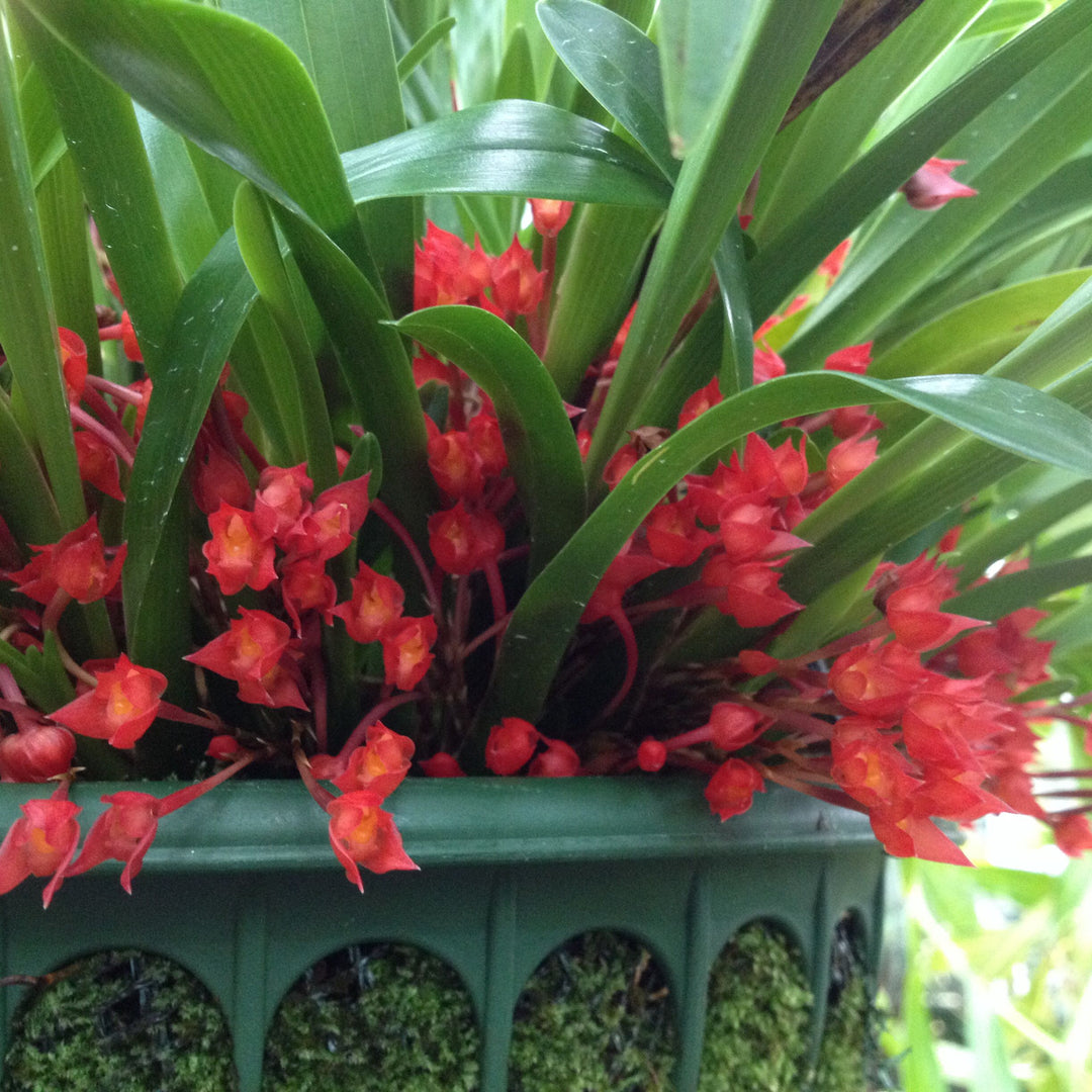 Maxillaria coccinea