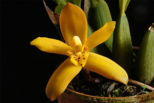 Maxillaria rufescens