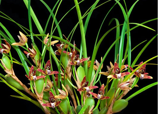 Maxillaria tenuifolia