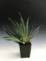 Load image into Gallery viewer, Maxillaria valenzuelana