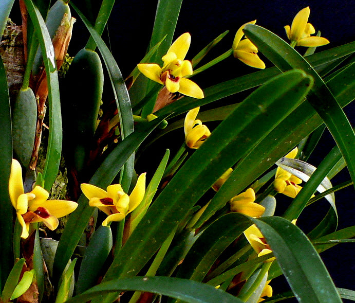 Maxillaria variabilis yellow