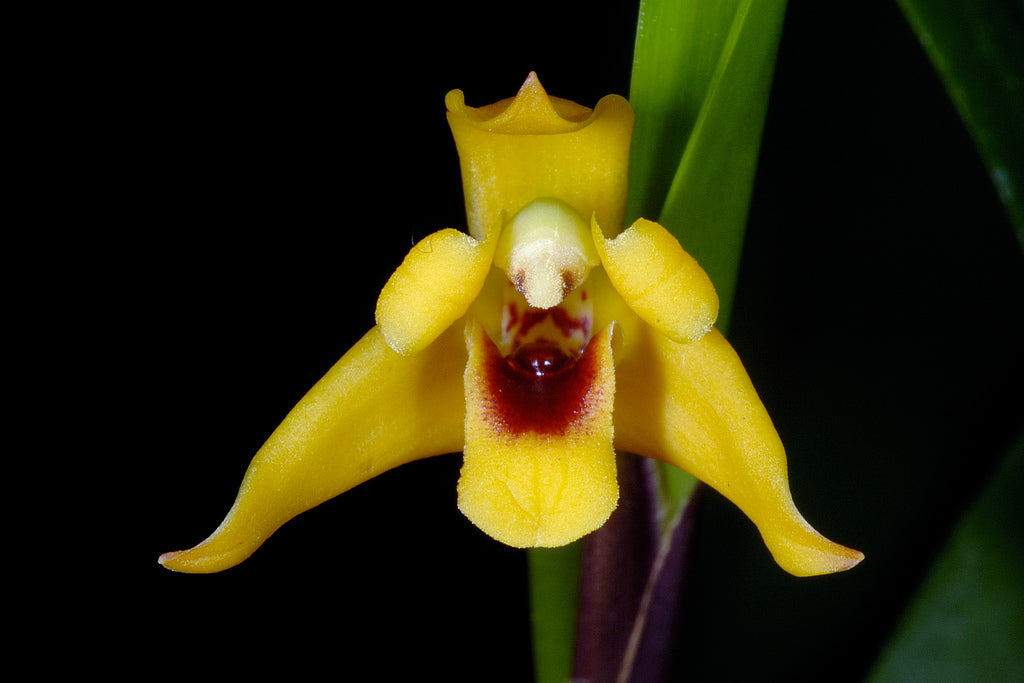 Maxillaria variabilis yellow