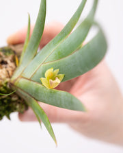 Maxillaria valenzuelana