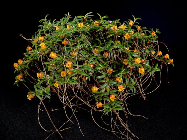 Mediocalcar decoratum