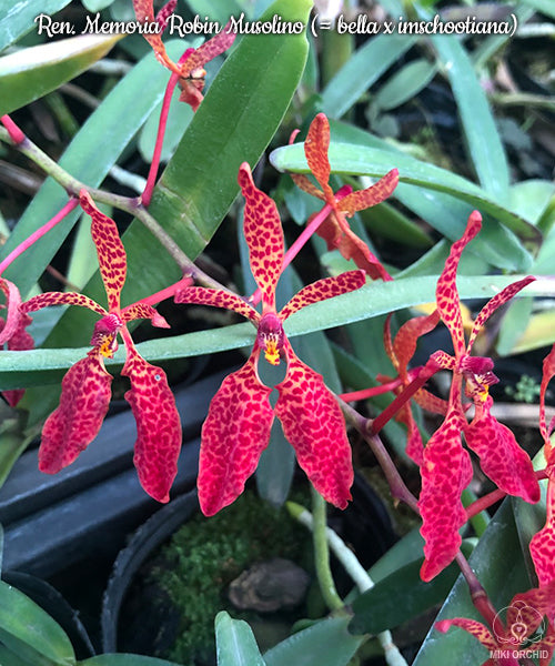 Renanthera Memoria Robin Musolino (R. bella × imschootiana)