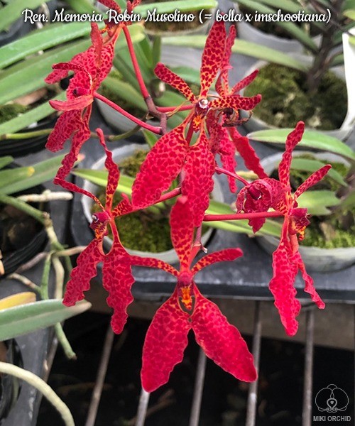 Renanthera Memoria Robin Musolino (R. bella × imschootiana)