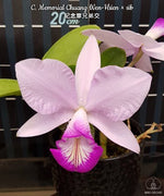 Load image into Gallery viewer, Cattleya Memorial Chuang Wen-Hsien (Cattleya violacea × Cattleya nobilior)
