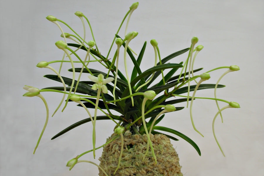 Neofinetia falcata 'Midori Jujisei' 녹십자성 緑十字星