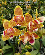 Carica l&#39;immagine nel visualizzatore Galleria, Phalaenopsis Miki Big Wave (peloric - 3 lips)
