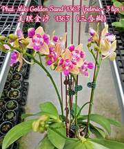 Phalaenopsis Miki Golden Sand '1363' (peloric - 3 lips)