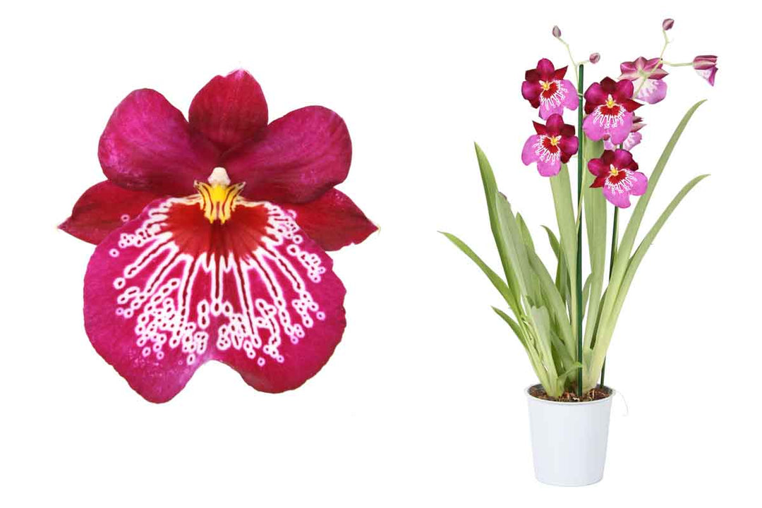 Miltoniopsis Newton Falls