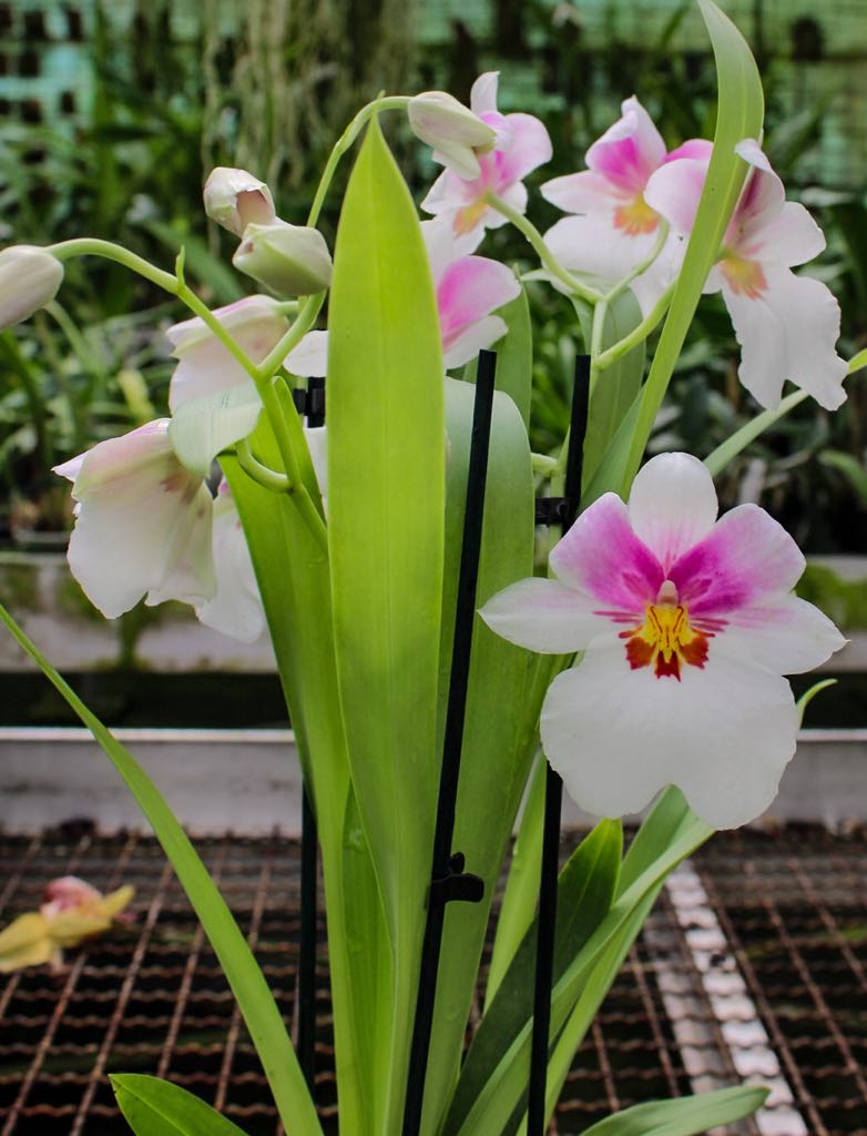 Miltoniopsis Quintals Aloha (Bertha baker x Keiko Komoda)