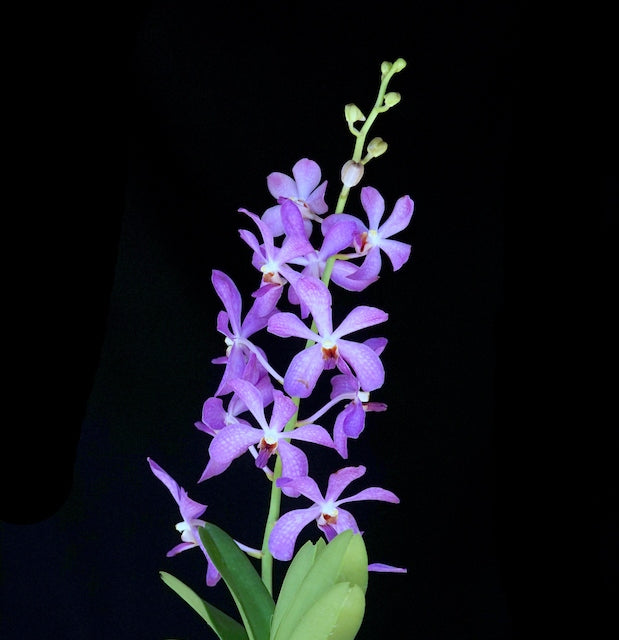 Aranda (Ramasamyara) Jairak Blue