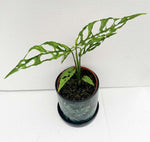 Load image into Gallery viewer, Monstera Obliqua &quot;Peru&quot;
