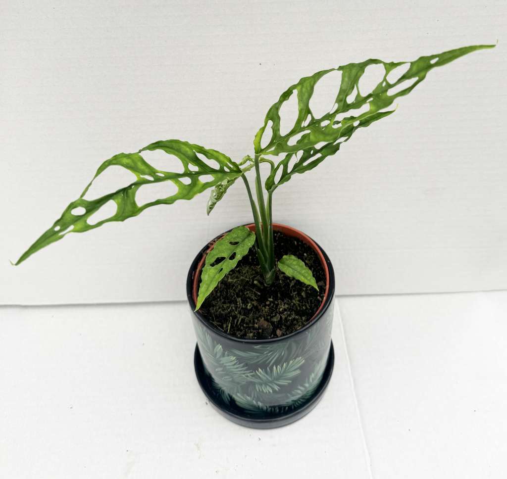 Monstera Obliqua "Peru"