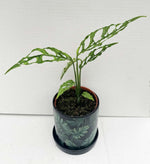 Load image into Gallery viewer, Monstera Obliqua &quot;Peru&quot;
