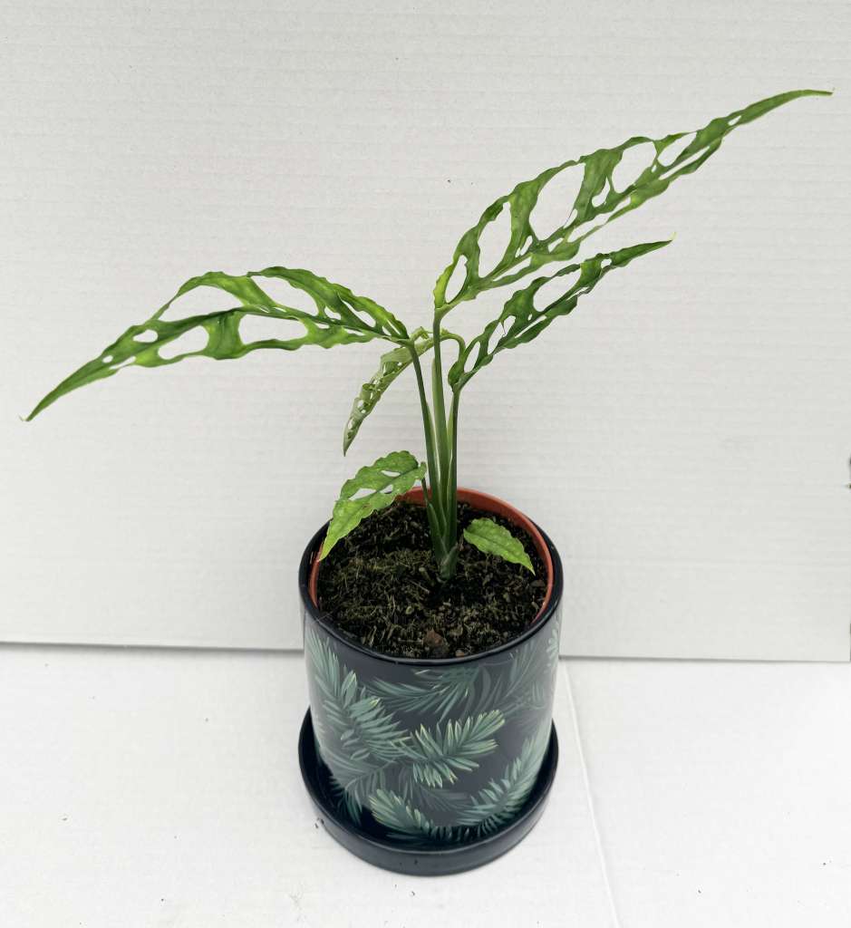 Monstera Obliqua "Peru"