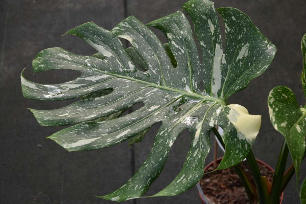 Monstera deliciosa 'Thai Constellation'