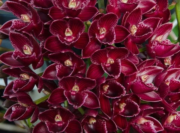 Mormodia Painted Desert 'HCC/AOS'