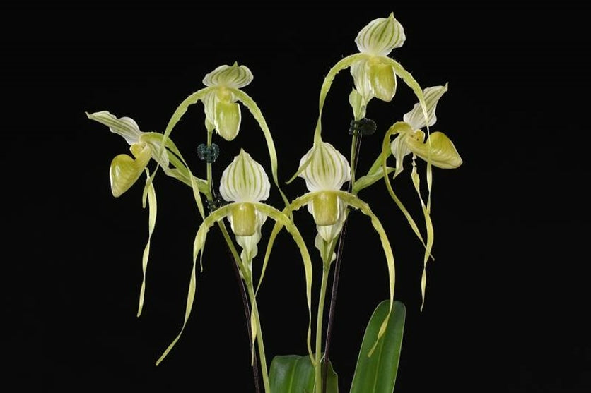 Paphiopedilum Mount Toro fma. Album (Paph. stonei x Paph. philippinense)
