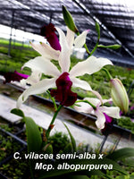 Load image into Gallery viewer, Myrmecocattleya HKN Yen's Devotion (Myrmecophila thomsoniana × Cattleya violacea)