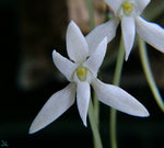 Carica l&#39;immagine nel visualizzatore Galleria, Mystacidium venosum
