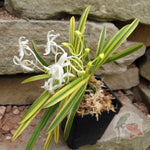 Carica l'immagine nel visualizzatore Galleria, Neofinetia falcata 'Taiyoden' 太陽殿