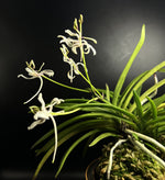 Load image into Gallery viewer, Neofinetia falcata 'Nangoku no Mai' 南国の舞