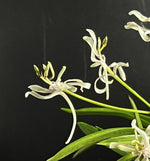Load image into Gallery viewer, Neofinetia falcata 'Nangoku no Mai' 南国の舞