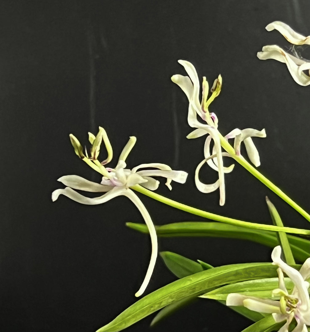 Neofinetia falcata 'Nangoku no Mai' 南国の舞