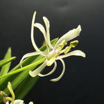 Load image into Gallery viewer, Neofinetia falcata 'Nangoku no Mai' 南国の舞