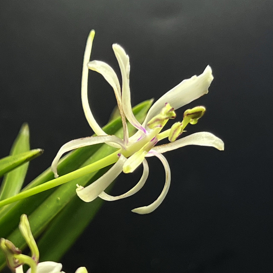 Neofinetia falcata 'Nangoku no Mai' 南国の舞