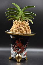 Carica l'immagine nel visualizzatore Galleria, Neofinetia falcata 'Nanshu daruma' 南州達磨