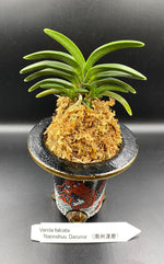 Carica l'immagine nel visualizzatore Galleria, Neofinetia falcata 'Nanshu daruma' 南州達磨