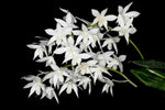 Load image into Gallery viewer, Dendrobium White Grace 'Sato' (Den. Fiftieth State x Den. speciosum)