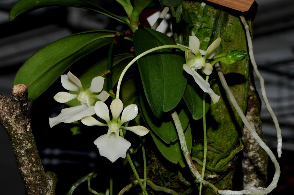 Neobathiea filicornu