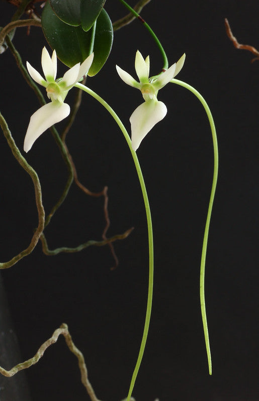 Neobathiea filicornu