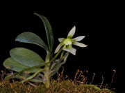 Neobathiea filicornu