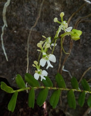 Neobathiea spatulata