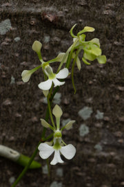 Neobathiea spatulata