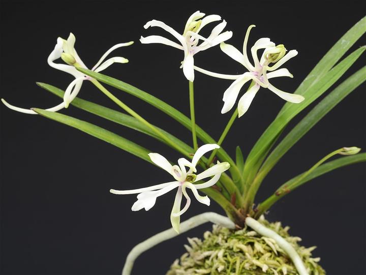 Neofinetia falcata 'Shunkyūden' 春及殿
