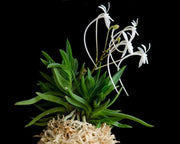 Neofinetia falcata 'Amami jishi' 奄美獅子
