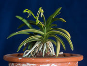 Neofinetia falcata 'Fugaku' 富嶽