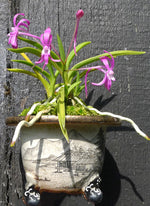 Carica l'immagine nel visualizzatore Galleria, Neofinetia falcata 'Kouyo'（光陽）濃赤花