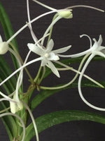 Carica l&#39;immagine nel visualizzatore Galleria, Neofinetia falcata &#39;Manjushage&#39; 曼珠沙華
