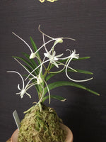 Carica l&#39;immagine nel visualizzatore Galleria, Neofinetia falcata &#39;Manjushage&#39; 曼珠沙華
