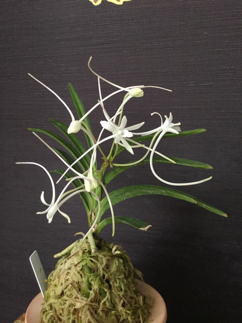 Neofinetia falcata 'Manjushage' 曼珠沙華