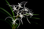 Carica l&#39;immagine nel visualizzatore Galleria, Neofinetia falcata &#39;Manjushage&#39; 曼珠沙華
