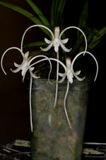 Carica l&#39;immagine nel visualizzatore Galleria, Neofinetia falcata &#39;Manjushage&#39; 曼珠沙華
